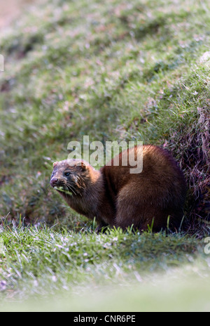 Amerikanischer Nerz (Mustela Vison), auf Wiese, Großbritannien, Schottland, Isle of Mull Stockfoto