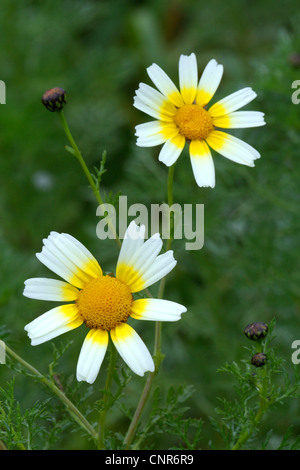 Krone, Daisy, Garland Chrysantheme (Chrysanthemum Coronarium), zwei Blumen, Spanien, Balearen, Mallorca Stockfoto