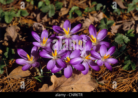 Niederländische Krokus, Frühlings-Krokus (Crocus Vernus, Crocus Neapolitanus), verschiedene Blumen Stockfoto