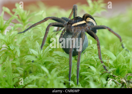 fimbriate Angeln Spinne, Floß Spinne (Dolomedes Fimbriatus), mit Cocoon, Deutschland, Baden-Württemberg Stockfoto