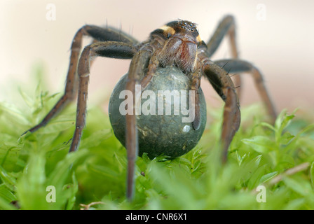 fimbriate Angeln Spinne, Floß Spinne (Dolomedes Fimbriatus), mit Cocoon, Deutschland, Baden-Württemberg Stockfoto