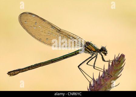 Schwarzflügel gebändert, gebändert Agrios, Gebänderten Prachtlibelle (Calopteryx Splendens, Agrios Splendens), bei Gegenlicht, Deutschland Stockfoto