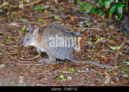 Red-necked Pademelon (Thylogale Thetis), auf Boden, Australien, Lamington National Park Stockfoto