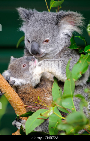 Koala, Koalabär (Phascolarctos Cinereus), Mutter mit Welpen, Australien, Queensland Stockfoto