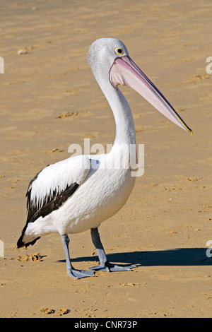 Australischer Pelikan (Pelecanus Conspicillatus), am Strand, Australien, Queensland Stockfoto