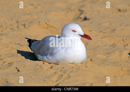 silberne Möwe (Larus Novaehollandiae), Ruhe am Strand, Australien, Queensland Stockfoto