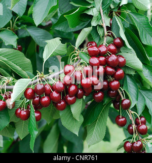 Wildkirsche, Süßkirsche, Gean, Mazzard (Prunus Avium), Sorte 'Stella' Stockfoto