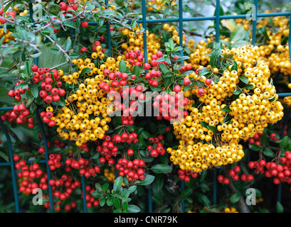 Feuer-Thorn, scarlet Firethorn, brennenden Dornbusch (Pyracantha Coccinea), mit Früchten Stockfoto