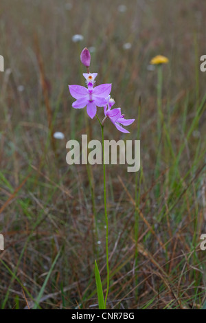 Grass rosa Orchidee Calopogon Florida USA Stockfoto