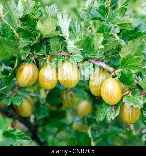 wilde Stachelbeere, europäischen Stachelbeere (Ribes Uva-Crispa 'Gelbe Triumphbeere', Ribes Uva-Crispa Branchentelefonbuch Triumphbeere), Sorte 'Gelbe Triumphbeere' Stockfoto