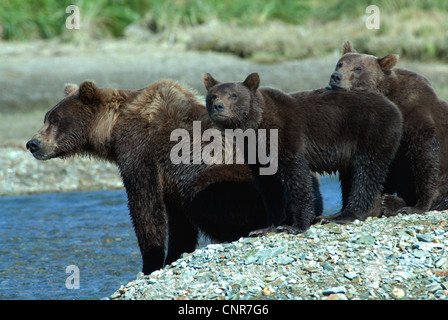 Braunbär säen mit Twin jungen auf der Suche nach Lachs in Kinak Fluss, Katmai, NP, Kinak Bay, Alaska Stockfoto