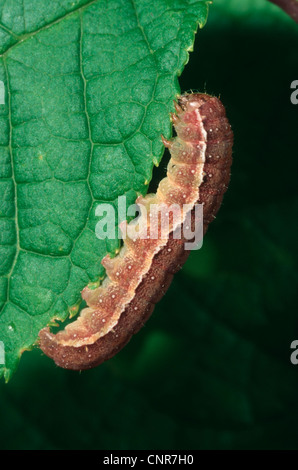 Brown-Ort Ritzel (Agrochola Litura), Raupe auf einem Blatt Fütterung Stockfoto