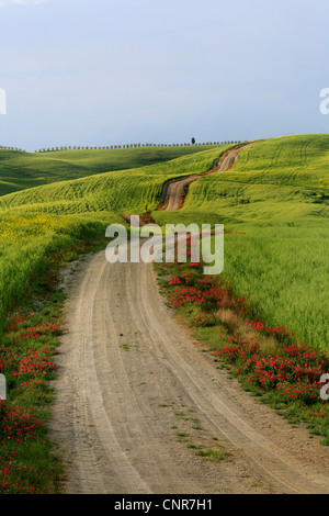 Hügellandschaft mit Getreidefeldern und Feld Pfad im Abendlicht, Italien, Toskana Stockfoto