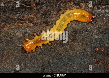 Scarlet Fire Käfer (Pyrochroa Coccinea), Larve, Deutschland, Baden-Württemberg Stockfoto