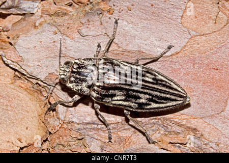 Europäische skulpturierten Kiefern Borer (Chalcophora Mariana) auf Kiefer, Deutschland, Rheinland-Pfalz Stockfoto