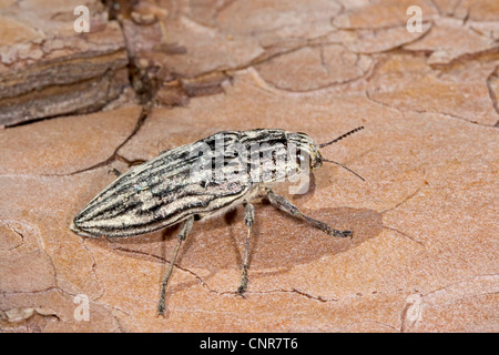 Europäische skulpturierten Kiefern Borer (Chalcophora Mariana) auf Kiefer, Deutschland, Rheinland-Pfalz Stockfoto