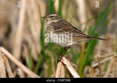 Wasser Pitpit (Anthus Spinoletta), sitzen, Deutschland, Rheinland-Pfalz Stockfoto