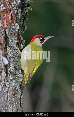 Grünspecht (Picus Viridis), sitzt am Baumstamm, Europa Stockfoto