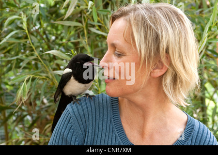 Schwarz-billed Elster (Pica Pica), zutraulich, individuelle sitzt auf der Schulter einer Frau Stockfoto