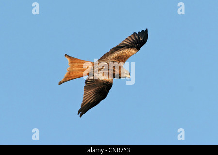 Rotmilan (Milvus Milvus), fliegen, Europa Stockfoto