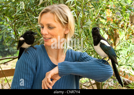 Schwarz-billed Elster (Pica Pica), vertrauen Menschen sitzen auf der Schulter einer Frau Stockfoto