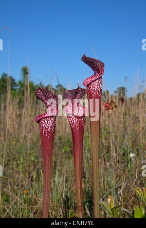 Fleischfressende weiß-Spitze Schlauchpflanze Sarracenia Leucophylla rote Form mit Hybrid-Einfluss von anderen Tierarten Alabama USA Stockfoto