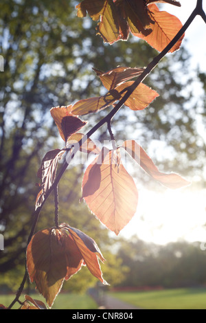 Blätter im Herbst in London Hyde Park Stockfoto