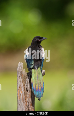 Schwarz-billed Elster (Pica Pica), sitzen auf abgestorbenem Holz Stockfoto