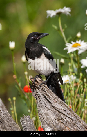 Schwarz-billed Elster (Pica Pica), sitzen auf abgestorbenem Holz Stockfoto