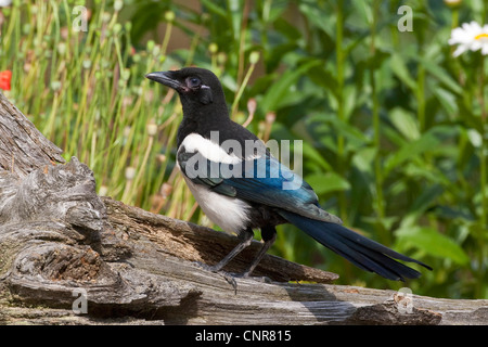 Schwarz-billed Elster (Pica Pica), sitzen auf abgestorbenem Holz Stockfoto