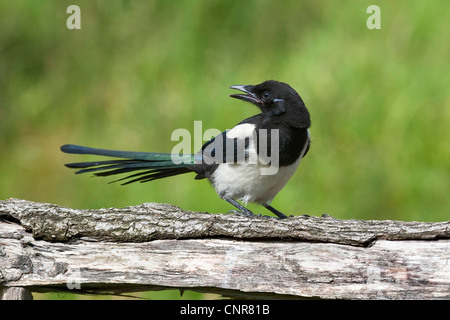 Schwarz-billed Elster (Pica Pica), sitzen auf abgestorbenem Holz Stockfoto