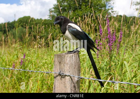 Schwarz-billed Elster (Pica Pica), sitzt auf hölzernen Stapel Stockfoto