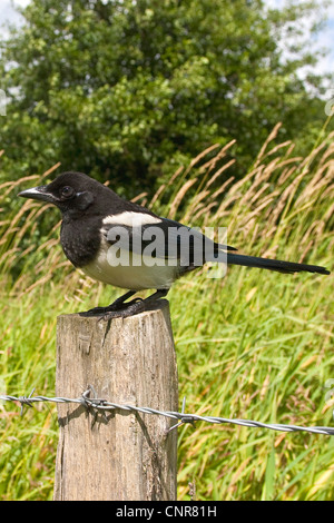 Schwarz-billed Elster (Pica Pica), sitzt auf hölzernen Stapel Stockfoto