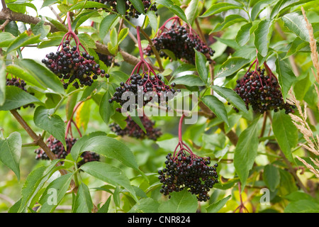 Europäische schwarze Holunder (Sambucus Nigra), Reife Holunderbeeren, Deutschland Stockfoto