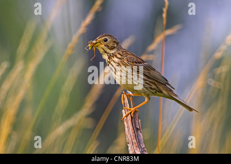 Grauammer (Emberiza Calandra, Miliaria Calandra), mit Captred Cricket im Schnabel, Europa Stockfoto