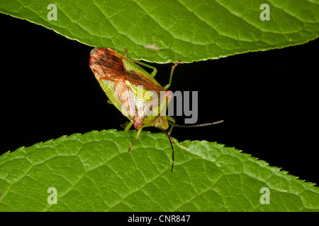 Weißdorn Shieldbug (Acanthosoma Haemorrhoidale), zwischen zwei Blättern, Deutschland Stockfoto