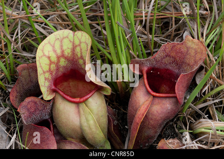 Fleischfressende Burk Schlauchpflanze Sarracenia Rosea Florida USA Stockfoto