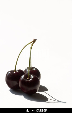 Wildkirsche, süße Kirschen Süßkirsche, Gean, Mazzard (Prunus Avium) Stockfoto