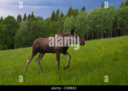 Elch, Elch (Alces Alces), Weibchen vor Forst bei Gewitterstimmung, Schweden Stockfoto