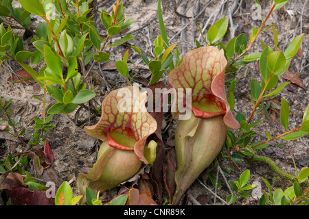 Fleischfressende Burk Schlauchpflanze Sarracenia Rosea Florida USA Stockfoto