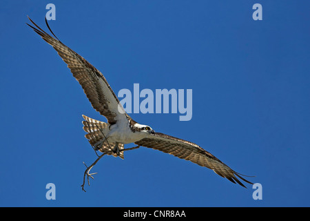Fischadler, Fisch Hawk (Pandion Haliaetus), fliegen mit Verschachtelung Material, USA, Florida Stockfoto