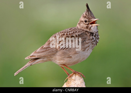 erklommene Lerche (Galerida Cristata), auf Stein, singen, Europa Stockfoto