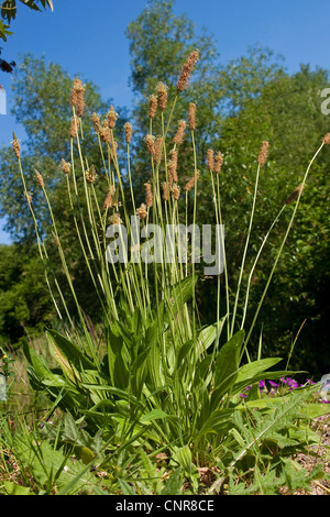 Buckhorn Wegerich, englische Wegerich, Spitzwegerich Spitzwegerich, Rippe Rasen, Welligkeit Grass (Plantago Lanceolata), blühen, Deutschland Stockfoto