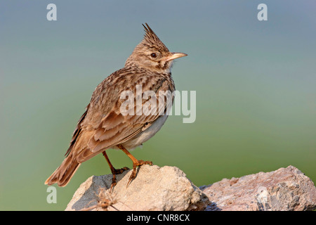 erklommene Lerche (Galerida Cristata), auf Stein, Europa Stockfoto