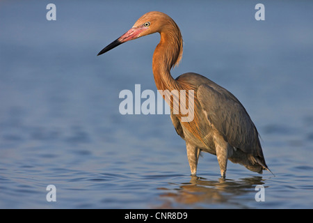 rötliche Silberreiher (Egretta saniert), stehen im flachen Wasser, USA, Florida, Everglades NP Stockfoto