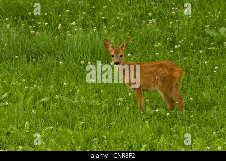 Reh (Capreolus Capreolus), fawn auf Wiese, Deutschland, Bayern Stockfoto