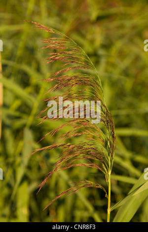 Reed Grass, gemeinsamen Schilf (Phragmites Communis, Phragmites Australis), Blütenstand, Deutschland, Bayern Stockfoto