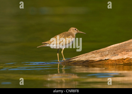 Flussuferläufer (Tringa Hypoleucos, Actitis Hypoleucos) auf Totholz in Wasser, Deutschland, Bayern, Staffelsee Stockfoto