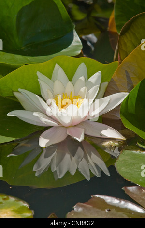 Weiße Seerose, weiße Teich Lily (Nymphaea Alba), bei Gegenlicht mit Spiegelbild Stockfoto