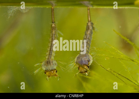 Haus Mücke, nördlichen gemeinsamen Haus Mücke, gemeinsame Mücke, Haus-Mücke (Culex Pipiens), Larven im Wasser Oberfläche, Deutschland, Bayern Stockfoto